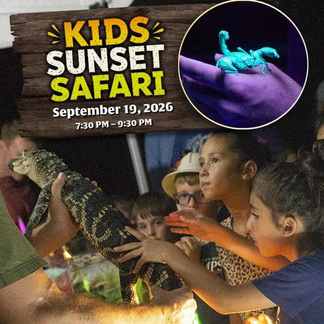 Kids Sunset Safari