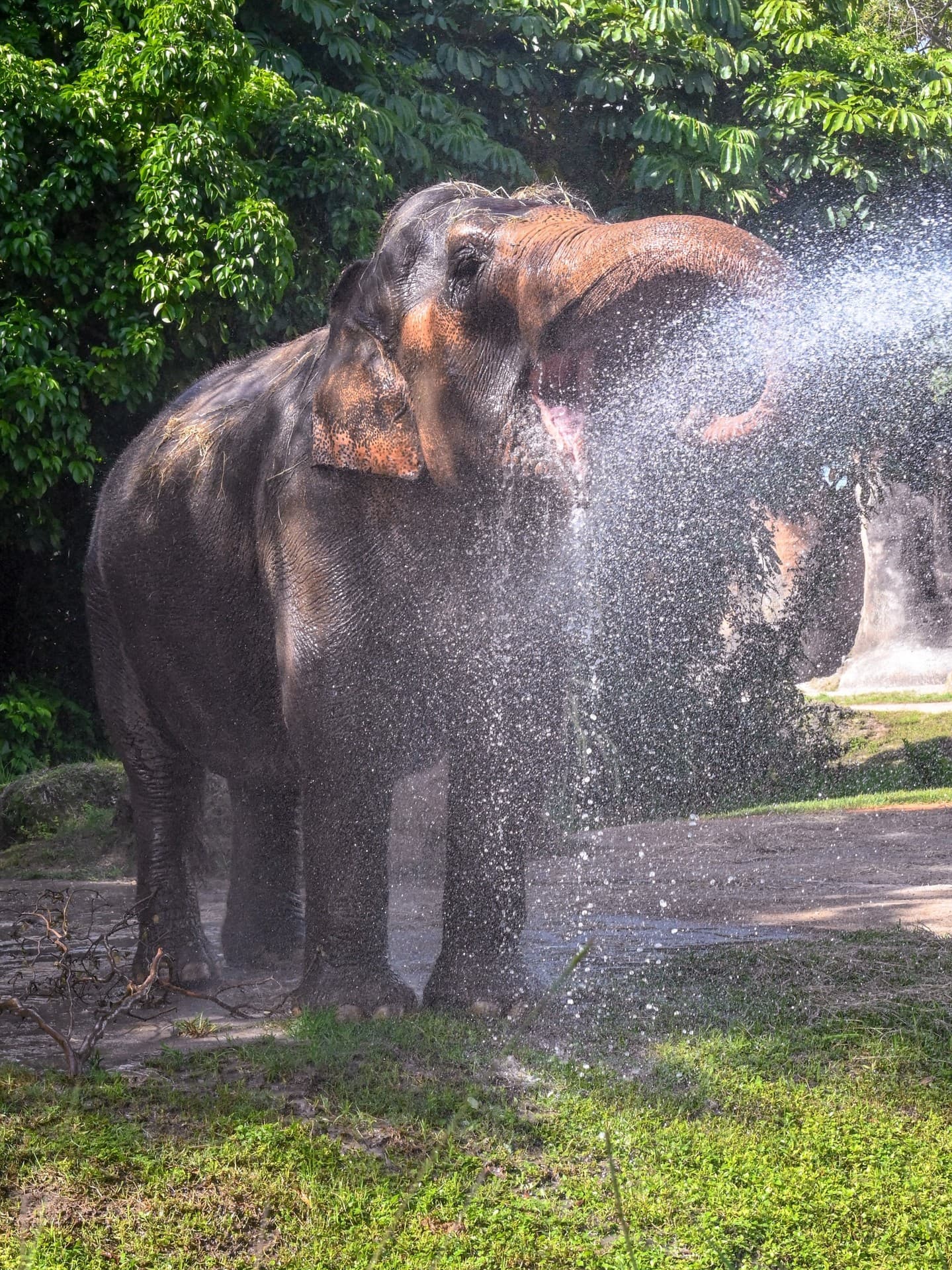 Asian Elephants Cooling Off