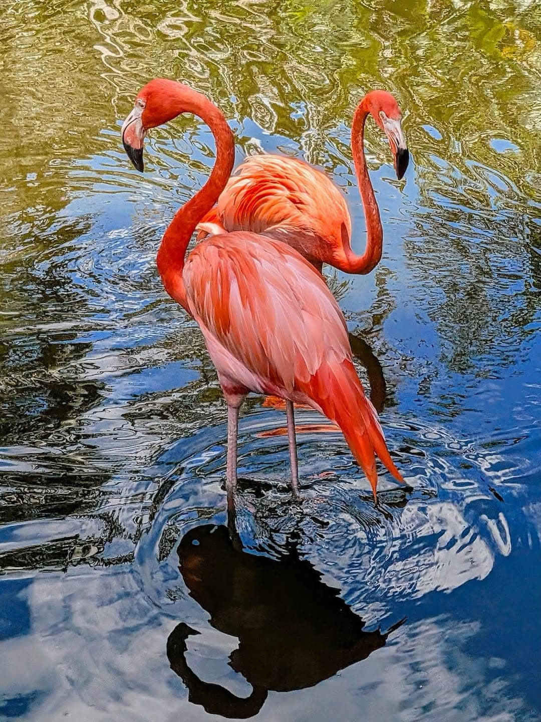 Big Bugs Weekend at Flamingo Gardens
