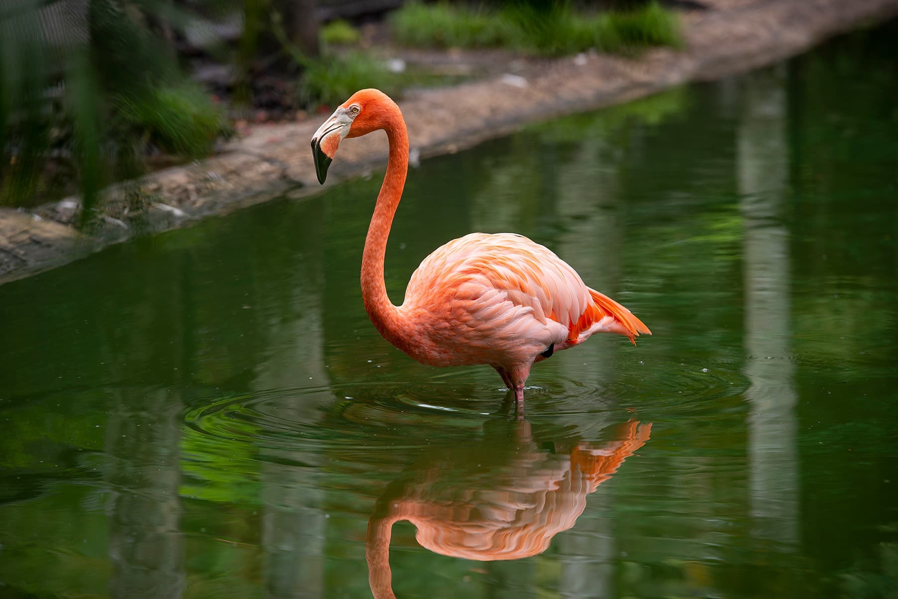Flamingo Gardens Halloween Fun