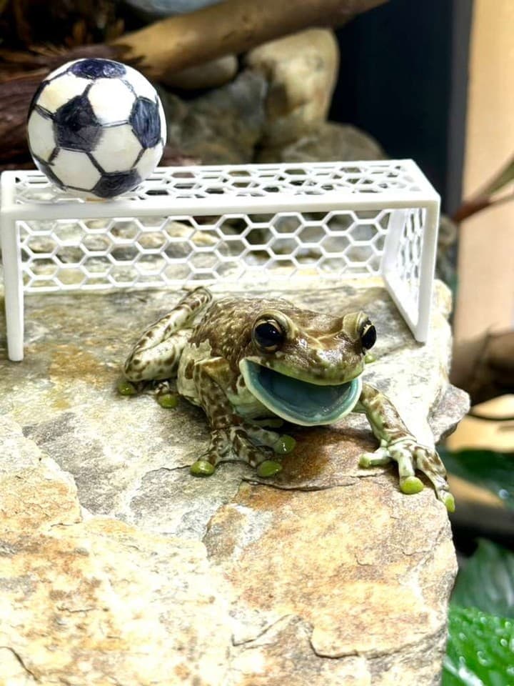 World Cup-Themed Animal Enrichment
