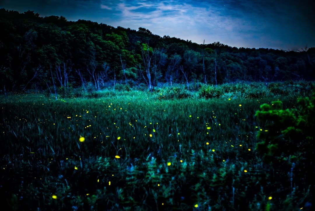 Firefly Viewing Nights