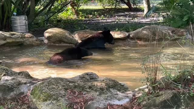 Featured Creatures Weekend: Discover Bears at Flamingo Gardens