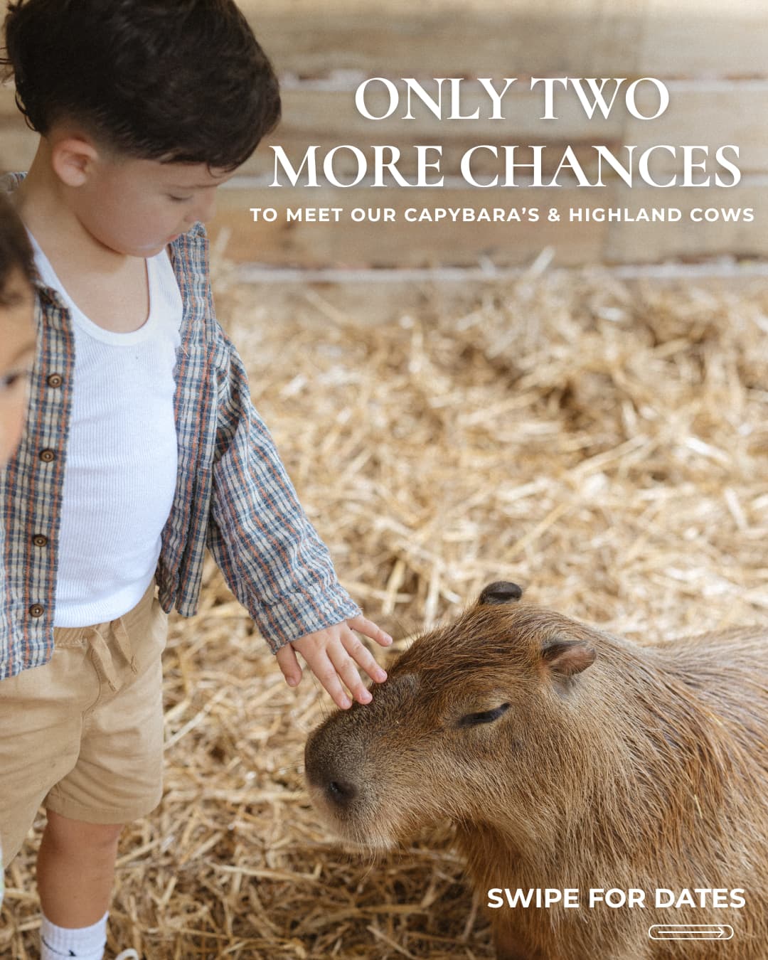 Meet our Capybaras & Cows