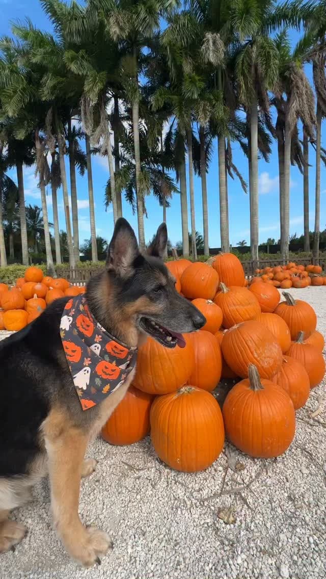 Dog-Friendly Pumpkin Patch Weekend