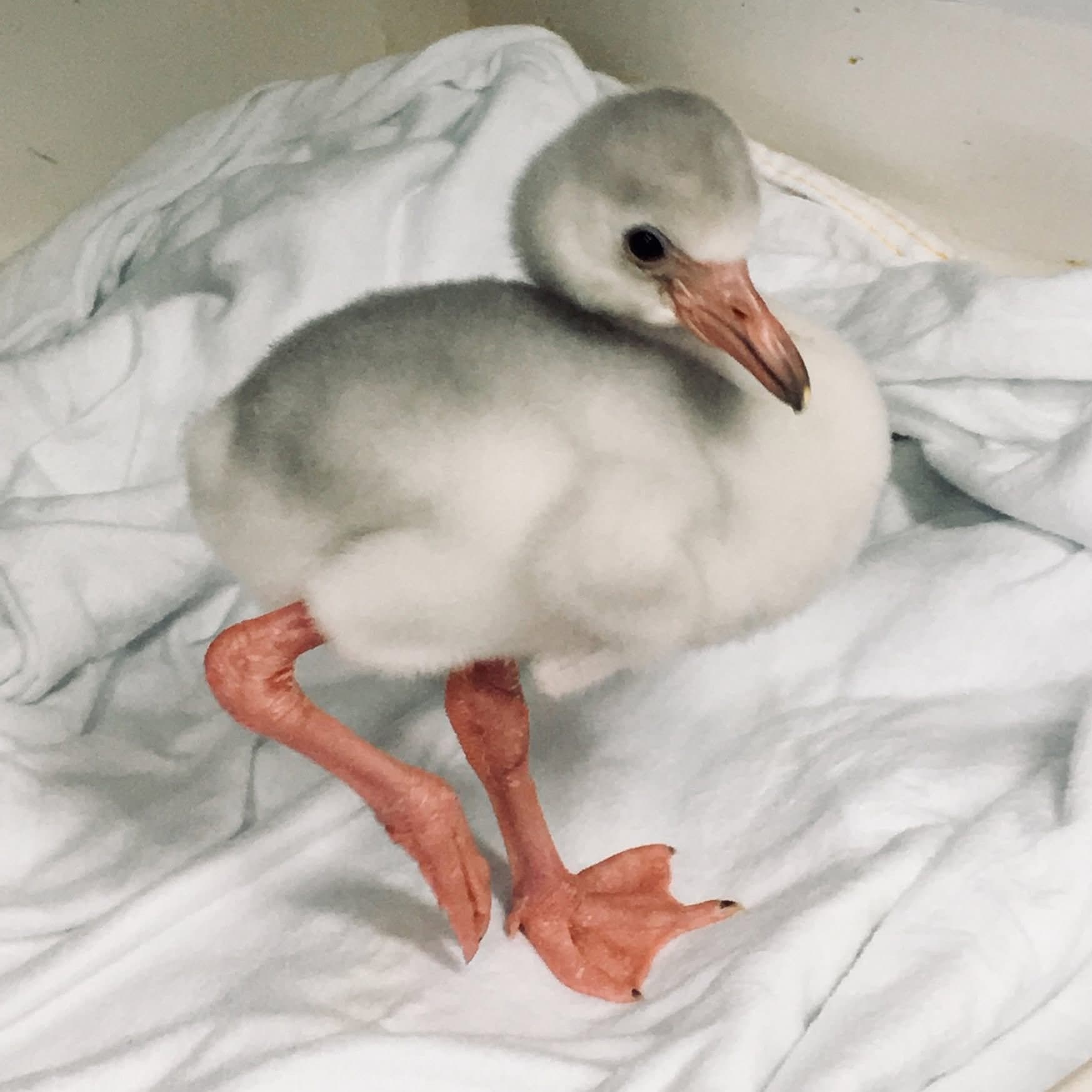 James the Flamingo's 8th Birthday Celebration